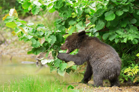 Brown bear cub in a forestの写真素材