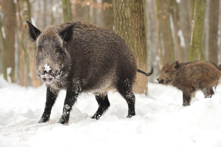 Wild boar in winter forestの写真素材