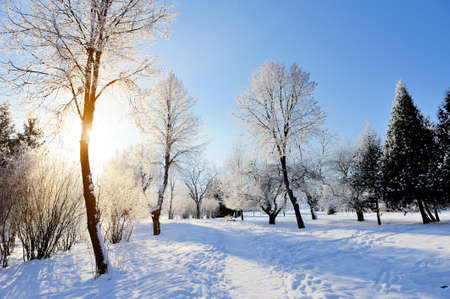 Winter park in snow in sunny dayの写真素材