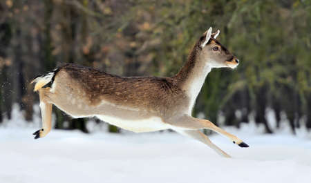 Fallow deer in winter forestの写真素材