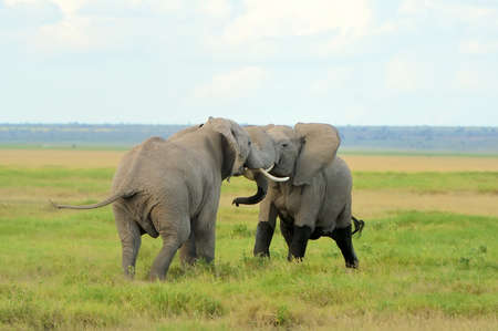 Elephant in the wild - national park Kenyaの写真素材