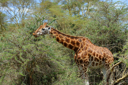 Giraffe in the wild. Africa, Kenyaの写真素材