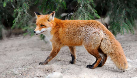 Wild fox in nature