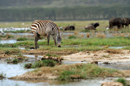 Zebra in National Park. Africa, Kenyaの写真素材