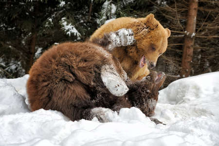 Big brown bear in winter forestの写真素材