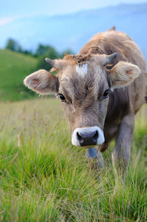 Cows on a summer meadow in mountainsの写真素材