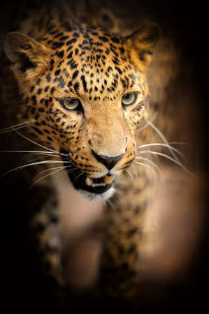 Close-up of portrait leopardの写真素材