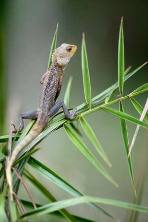 Chameleon at tree branch in Sri Lankaの写真素材