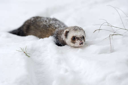 Beautiful wild ferret  game in snowの写真素材