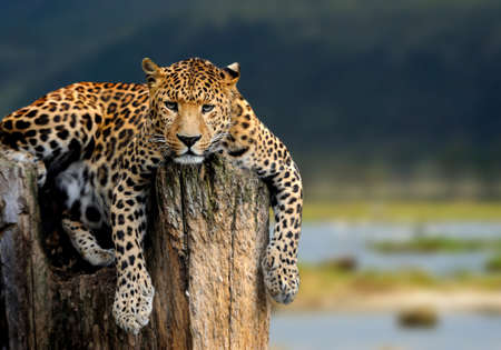 Leopard sitting on a tree on nature background Leopard sitting on a tree on nature background