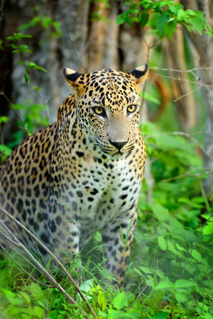 Leopard in the wild on the island of Sri Lankaの写真素材