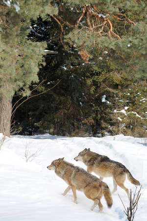 Beautiful wild gray wolfs in winter