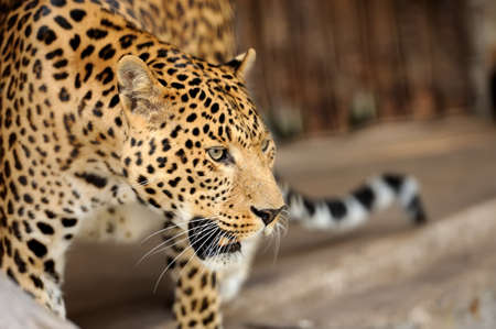 Young leopard on dark background