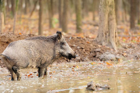 Young wild boar in forestの写真素材