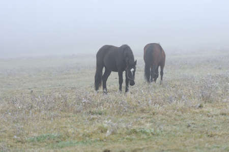 Horse running on fog fieldの写真素材