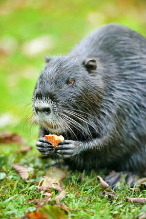 The muskrat (Ondatra zibethicus)の写真素材