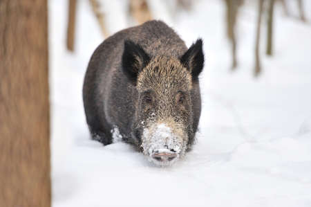 Wild boar in winter forestの写真素材