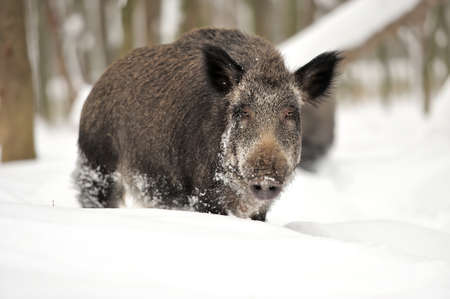 Wild boar in winter forestの写真素材