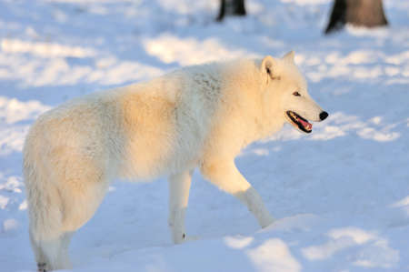 Beautiful wild white wolf in winter