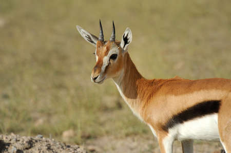 Thomson's gazelle on savanna in Africa