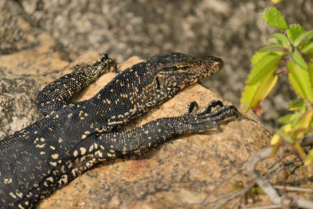 Large monitor lizard in Sri Lanka