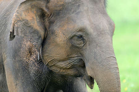 Elephants in National Park, Sri-Lanka