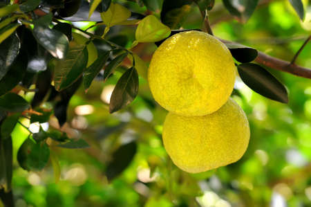 Two yellow grapefruits between leaves