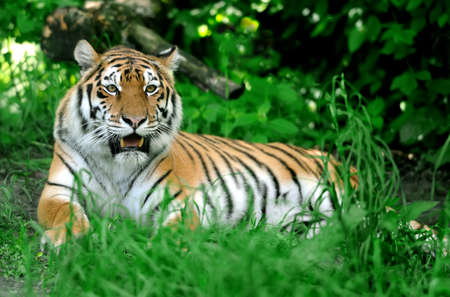 Amur Tigers on a geass in summer dayの写真素材