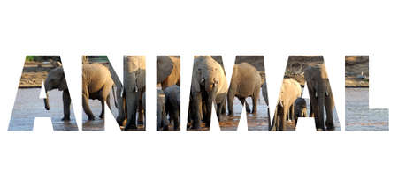 Background with word "Animal". Letters are made of animalの写真素材