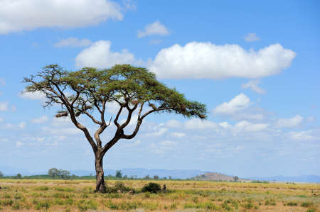 Savannah landscape in the national park in kenya