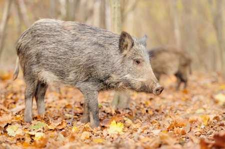 Wild boar in autumn forestの写真素材