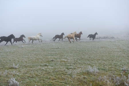 Horse running on fog fieldの写真素材