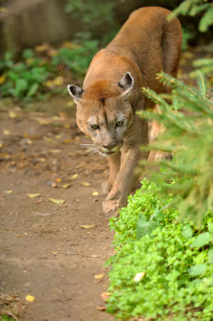 Cougarの写真素材