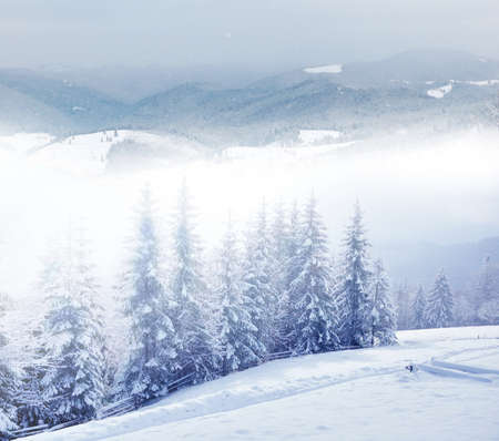 Beautiful winter landscape with snow covered treesの写真素材