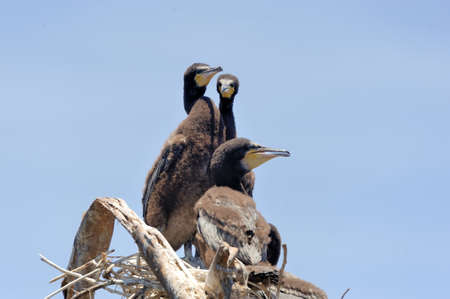 Three African darter perched on branchの写真素材