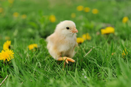 Little chicken on the grassの写真素材