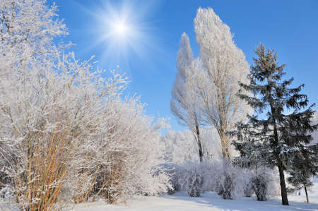 Winter park in snow in sunny dayの写真素材