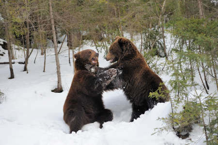 Bear in winter forestの写真素材
