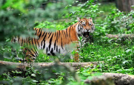 Amur Tigers on a geass in summer day