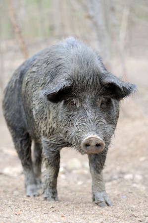 Wild boar in forestの写真素材
