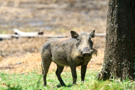 Running warthog on the National Park, Kenyaの写真素材