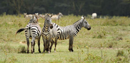 Zebra in the grasslands of the National Park. Africa, Kenyaの写真素材