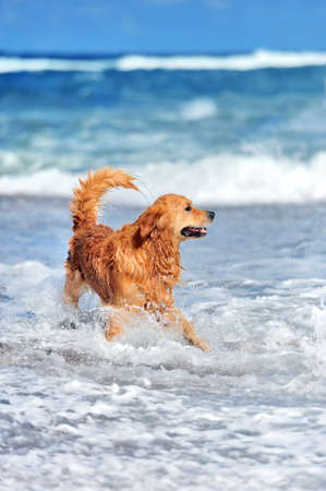 Young golden retriever running on the beachの写真素材