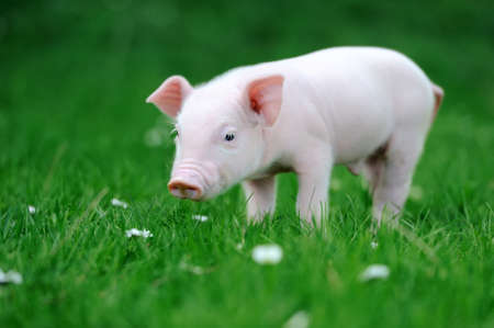 Young pig in a spring green grassの写真素材