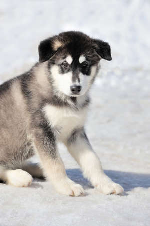 Siberian husky dog. Winter portraitの写真素材