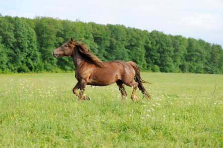 Horse in meadow. Summer dayの写真素材