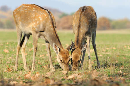 Deer in autumn fieldの写真素材