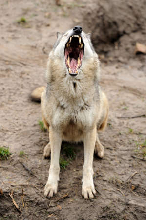 Timber Wolf (Canis lupus)