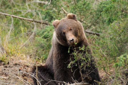 A brown bear in the forestの写真素材
