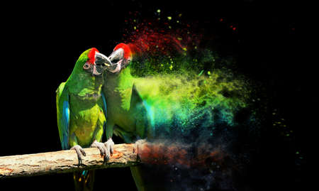 Parrot bird (Severe Macaw) sitting on the branchの写真素材